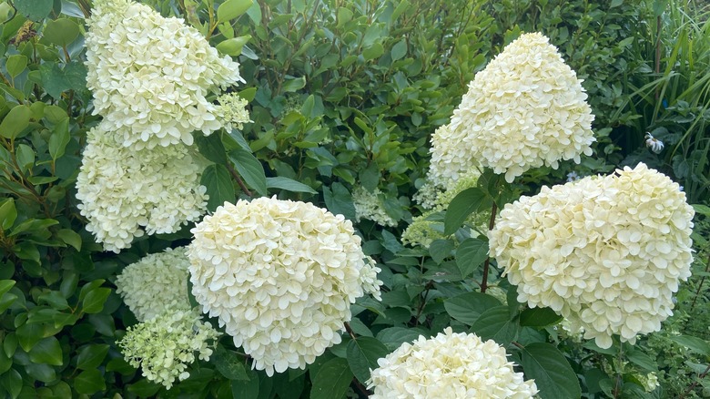 White flowers bloom on an 'limelight hydrangea' tree.