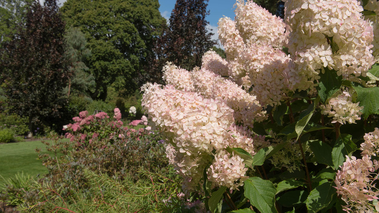 'Phantom' hydrangeas bloom in a garden.