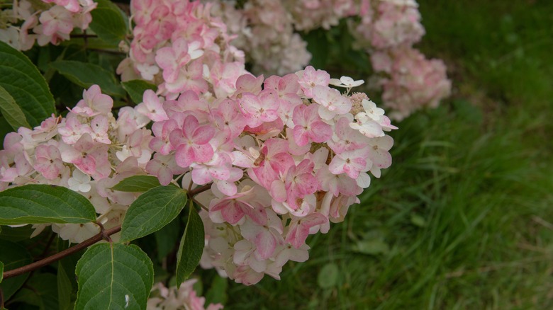 A close in bloom of the 'Pink Diamond' hydrangea.