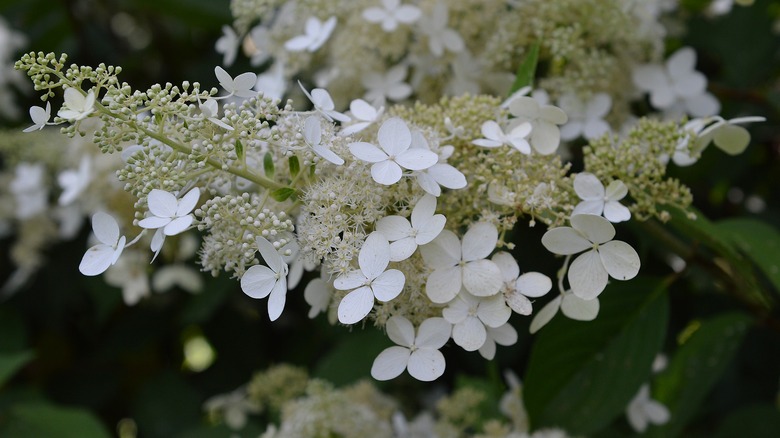 Close up of a white 'Greenspire' hydrangea bloom.