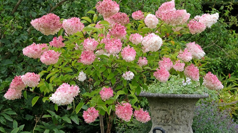 'Rehny' hydrangea tree display pink and white swirled blooms in a yard.