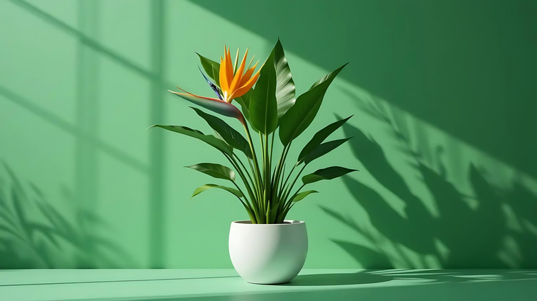 A bird of paradise flower grows in a pot inside.