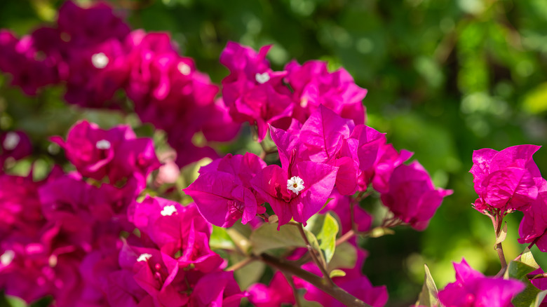 View of pink bougainvillea flowers.