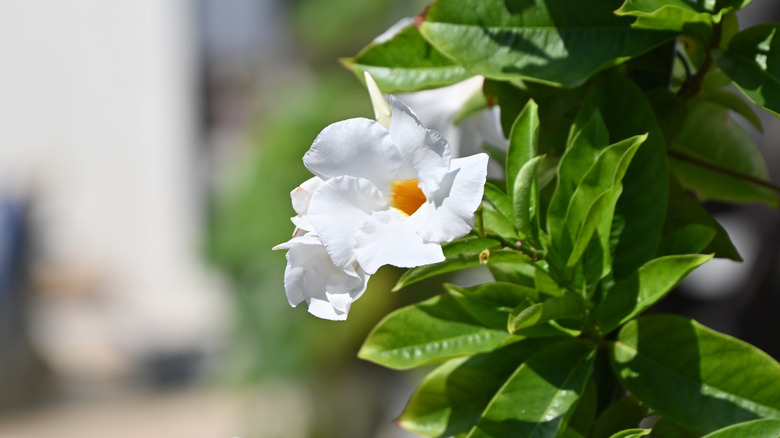 Close up view of a white mandevilla flower.