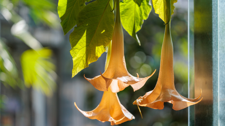 Zoomed in view of 3 angel trumpet flowers.