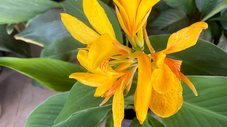 Close in view of canna lily flower.
