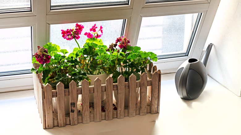 Geraniums grow in a container near a frosted window.