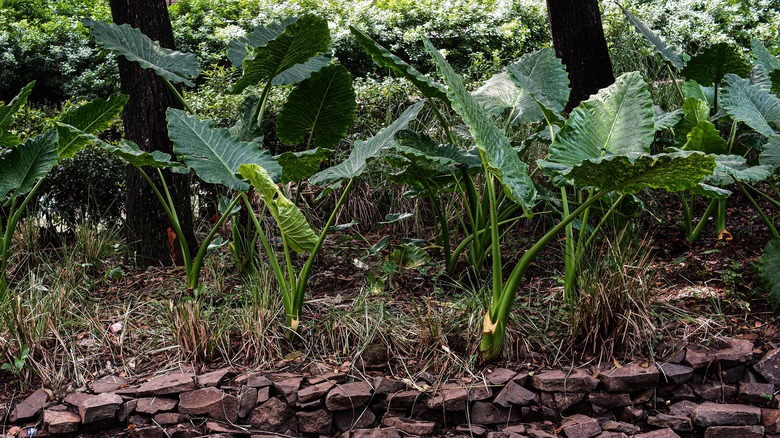 A row of elephant's ear plants growing in a yard.