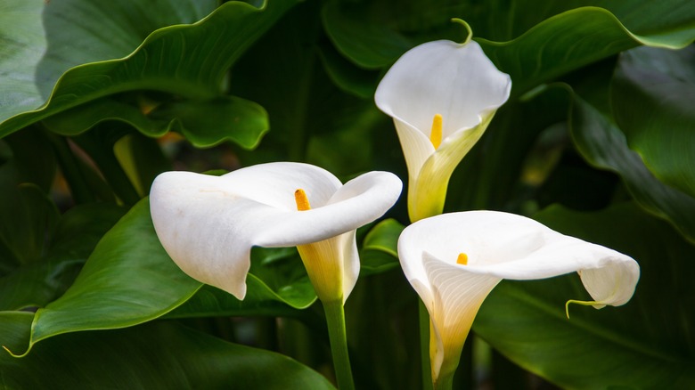 Close up view of three calla lily flowers.
