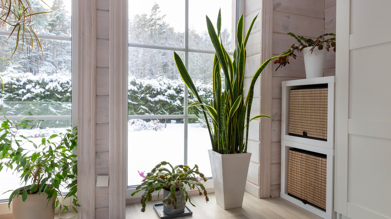 Potted houseplants of different sizes sit in front of winter view through a window.