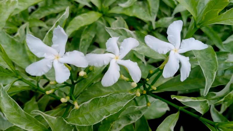 Close up on three white jasmine blooms.
