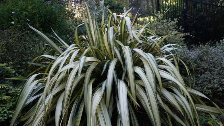 A New Zealand flax plant grows with wide striped leaves.