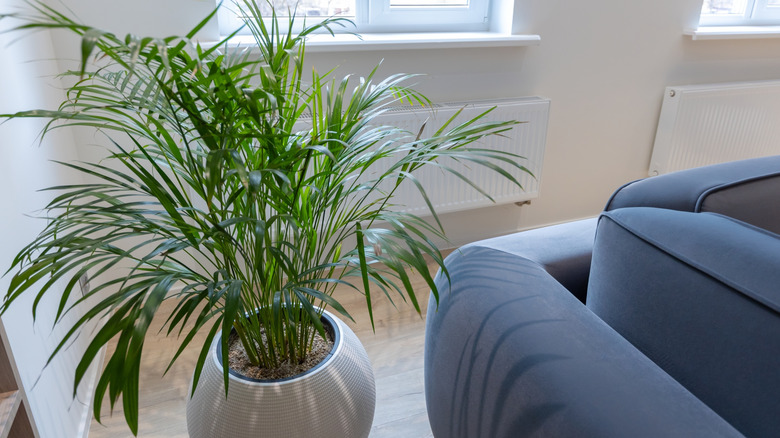 A parlor palm sits near a couch inside.