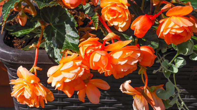 Close up view of orange begonia flowers in a pot.