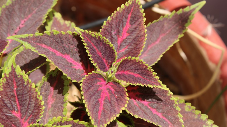 Zoomed in picture of red coleus leaves outlined in green.