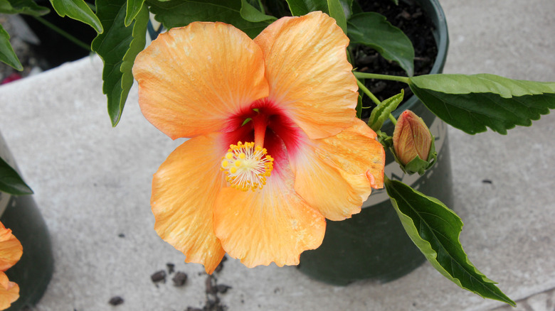 Close view of an orange hibiscus flower in a container.