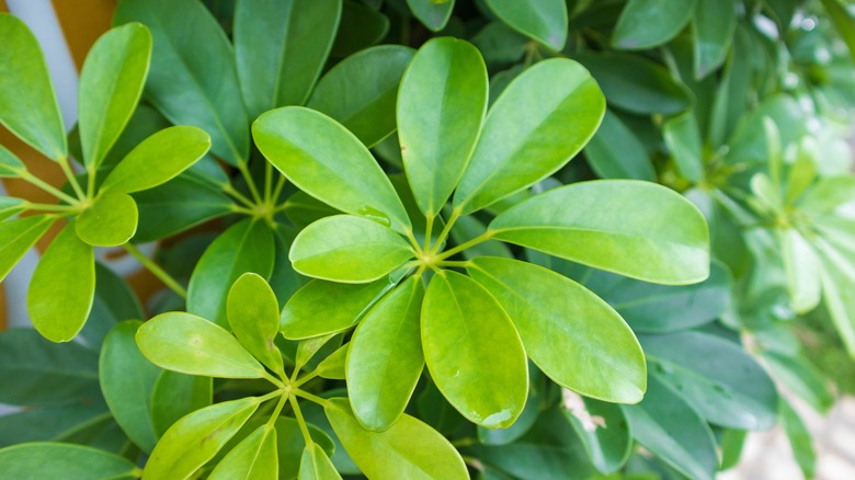Close up of the green leaves of an umbrella tree.