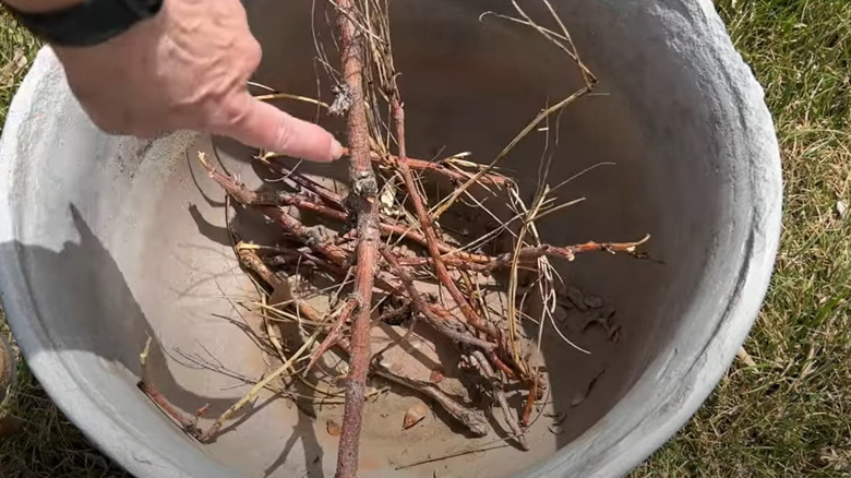 A hand points to sticks at the bottom of a planter.
