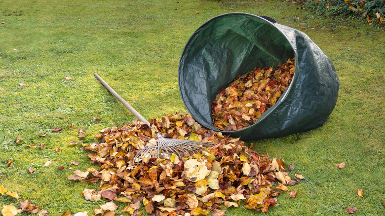 A rake lies in a pile of leaves spilling out from a lawn bag.