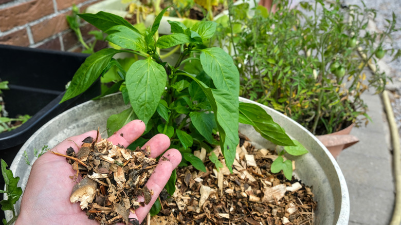 A hand holds mulch over a plant in a pot.