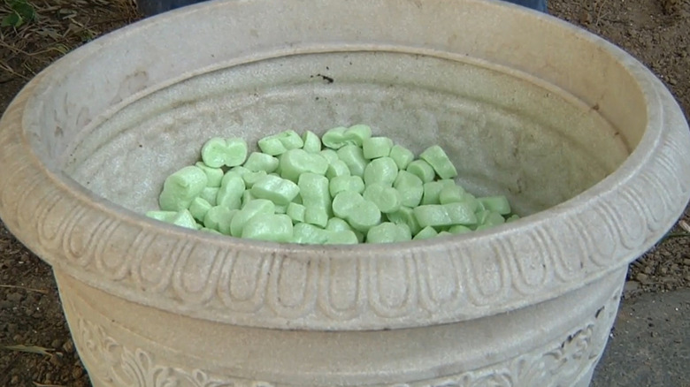 Packing peanuts fill the bottom of a planter.