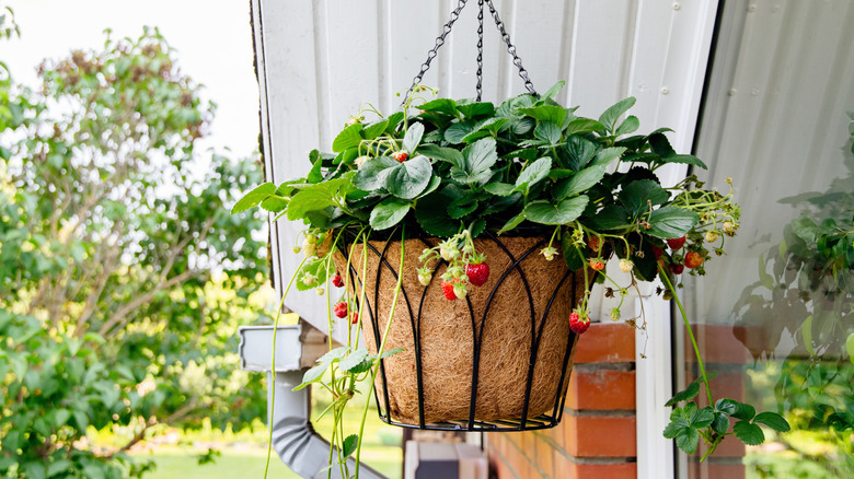 Strawberries grow from a planter lined with coco coir.
