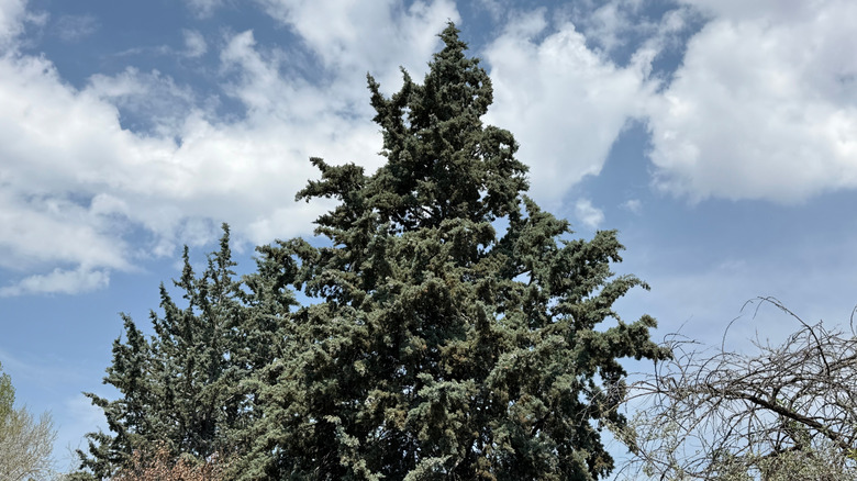 Arizona cypress tree with dense, blue-green foliage under a bright sky with scattered clouds.