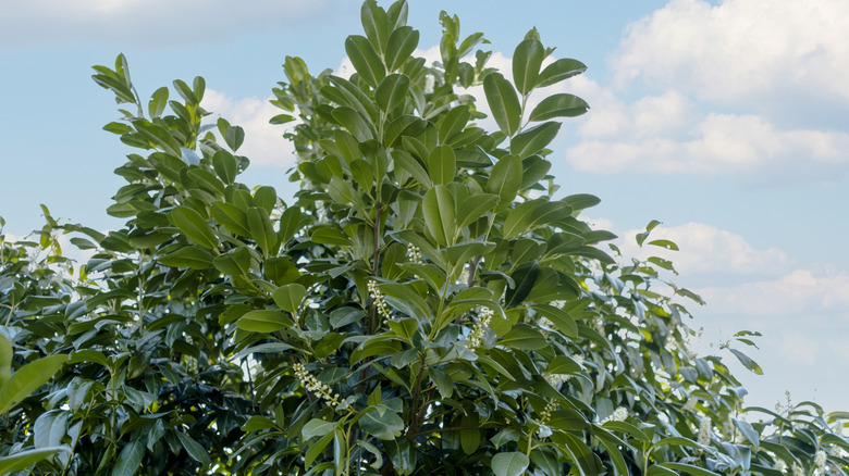 Cherry laurel with glossy green leaves and small white flower spikes under a partly cloudy sky.