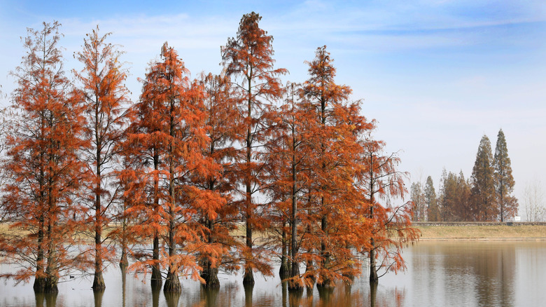Tall dawn redwood trees with orange-red leaves standing in water.