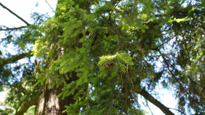 Eastern hemlock branch with soft green needles and small brown cones.