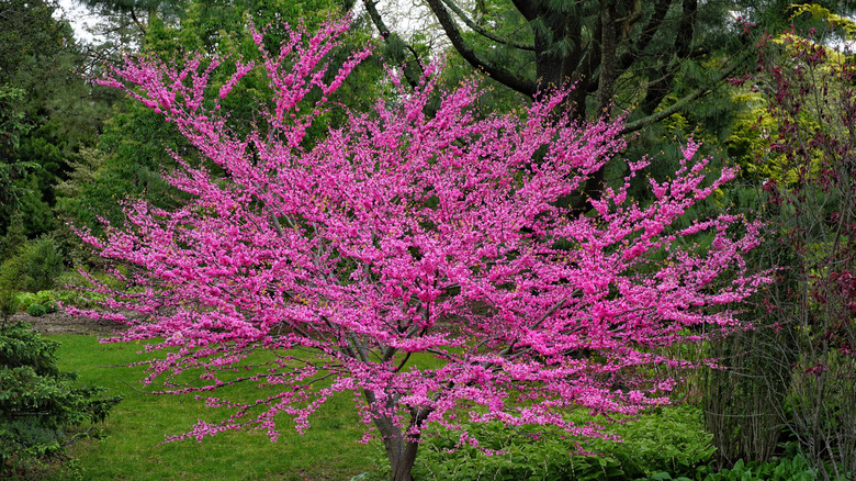 Eastern redbud tree covered in bright pink flowers, growing in a green garden.