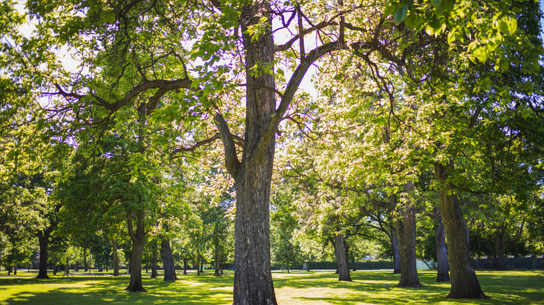 Large trees in a sunny park casting shade on the grass.