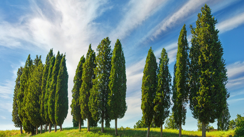Tall Italian cypress trees with narrow