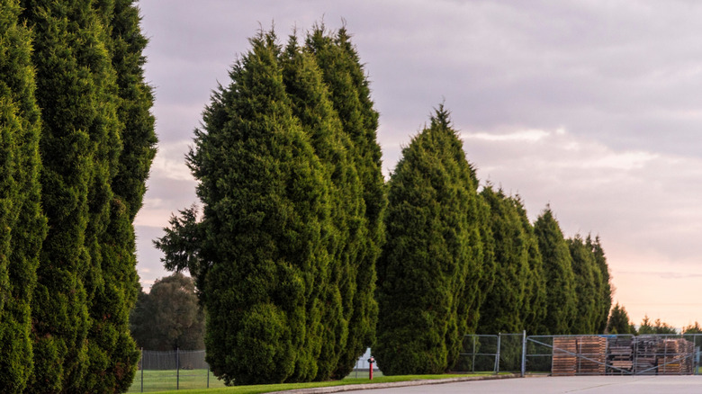 Tall, column-shaped Leyland cypress trees lined up near a road under a cloudy sky.