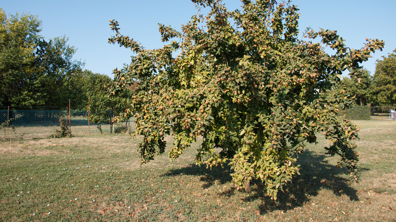 A loquat tree heavy with fruit in someone's backyard landscaping.