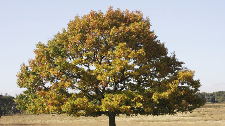 Red oak tree with red and orange fall leaves, standing alone.