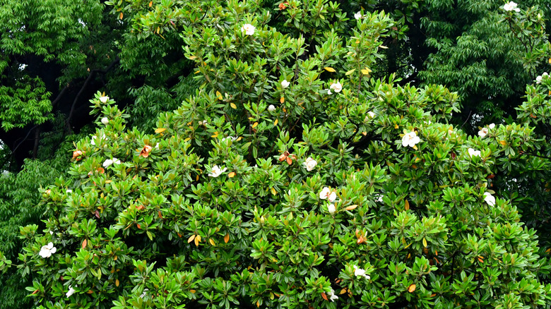 Southern magnolia tree with glossy green leaves and white flowers