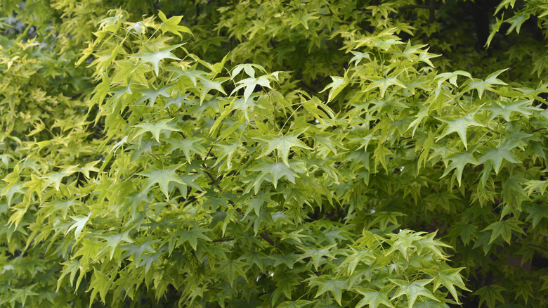 Close-up of sweetgum tree branches with star-shaped green leaves.