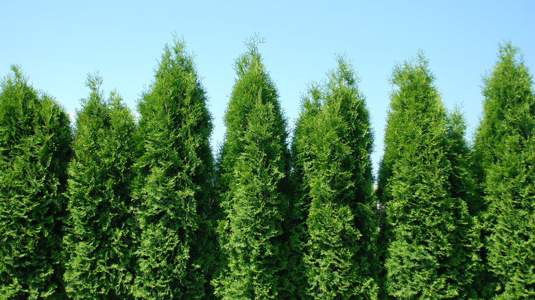 Row of Thuja Green Giant trees with dense, upright green foliage against a clear sky.