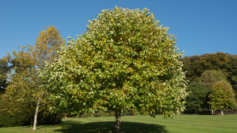 Tulip tree with round, full canopy and green-yellow leaves