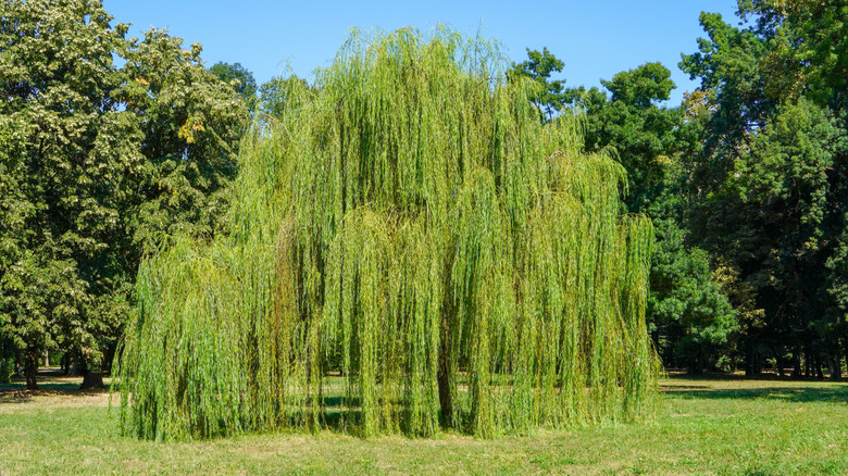 Weeping willow tree with long, drooping green branches surrounded by dense trees under a clear blue sky.