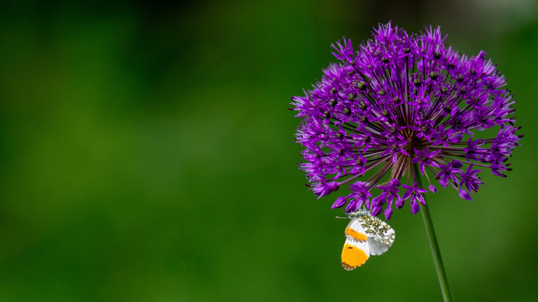A view of a moth hanging upside down on a globe-shaped allium flower.