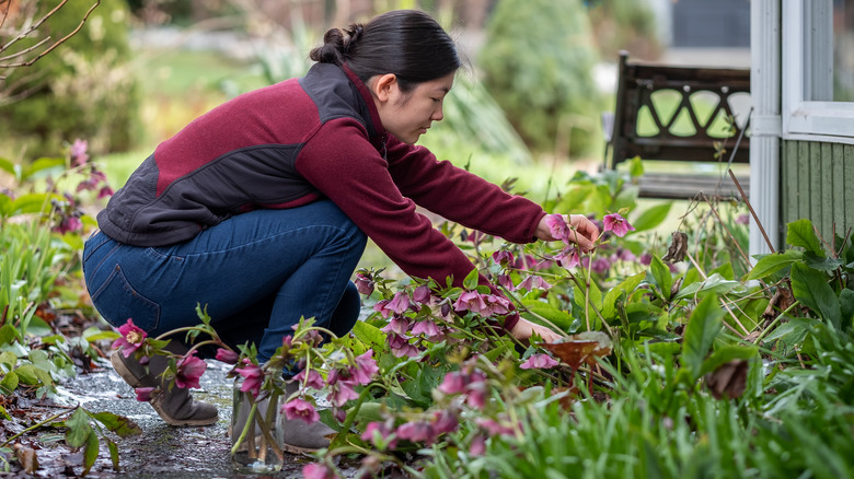 Woman arranges hellebore in her garden.