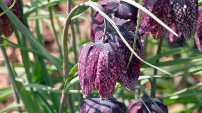 A close in view of several purple and white speckled fritillary blooms.