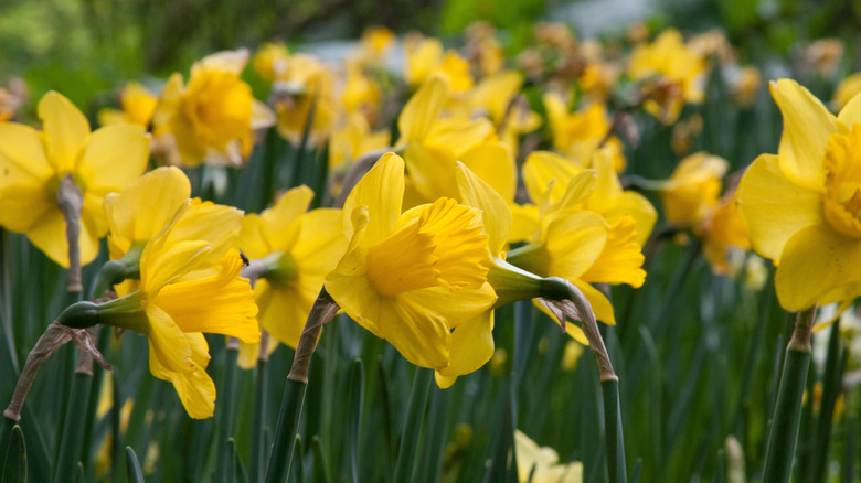 A group of yellow daffodils grow together.