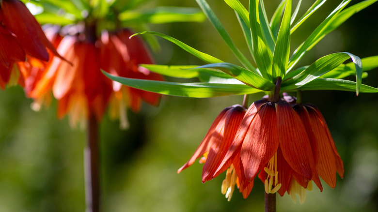 Orange crown imperial flowers sit in dappled sunlight.
