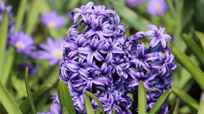 Zoomed in view of clusters of dark purple and lavender hyacinth flowers.