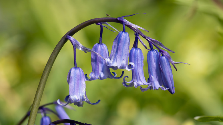 Close up view of line of bluebells.