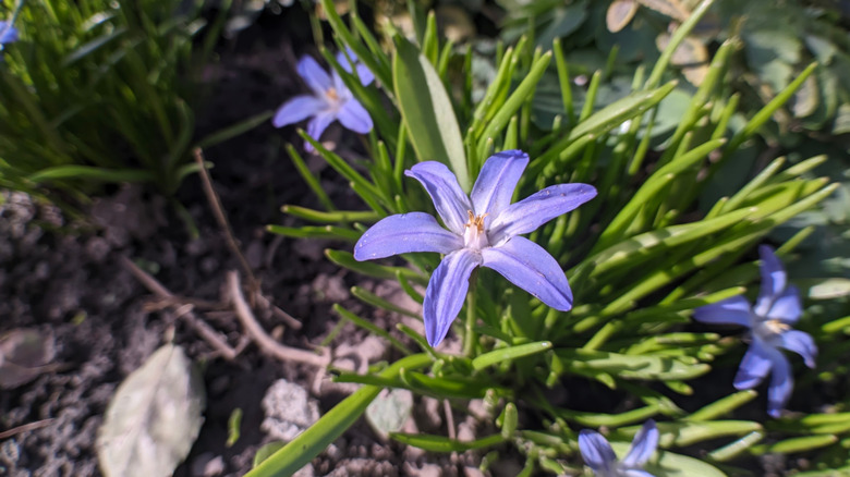 A star-like bloom of the glory of snow flower grows.