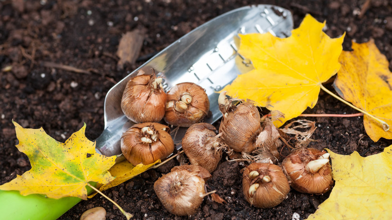Bulbs, a spade, and yellow fall flowers sit on the ground.